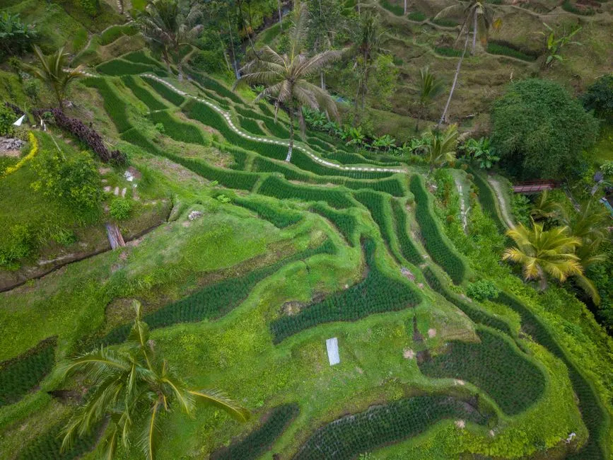 3. Sidemen Rice Terraces, East Bali: The Quiet Valley (Image Credits: Pexels)