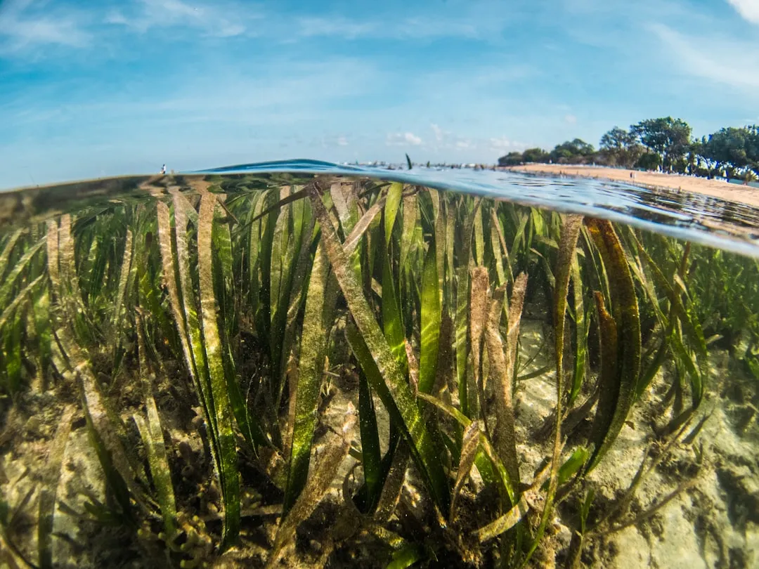 Seagrass Meadows: Invisible and Irreplaceable (Image Credits: Unsplash)
