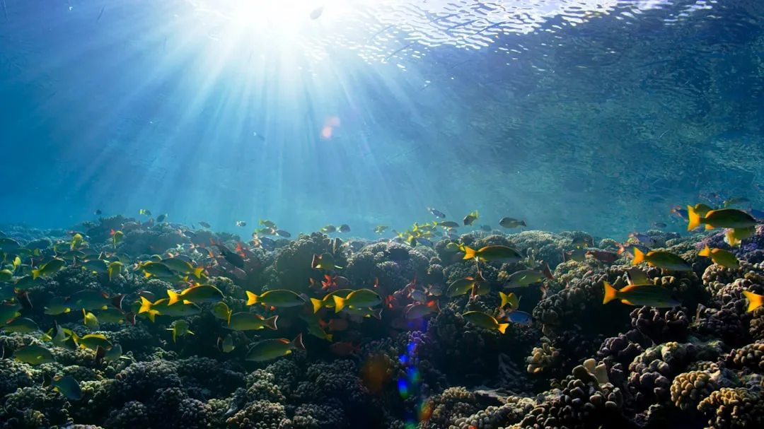Using the Wrong Sunscreen Near Reefs (Image Credits: Unsplash)
