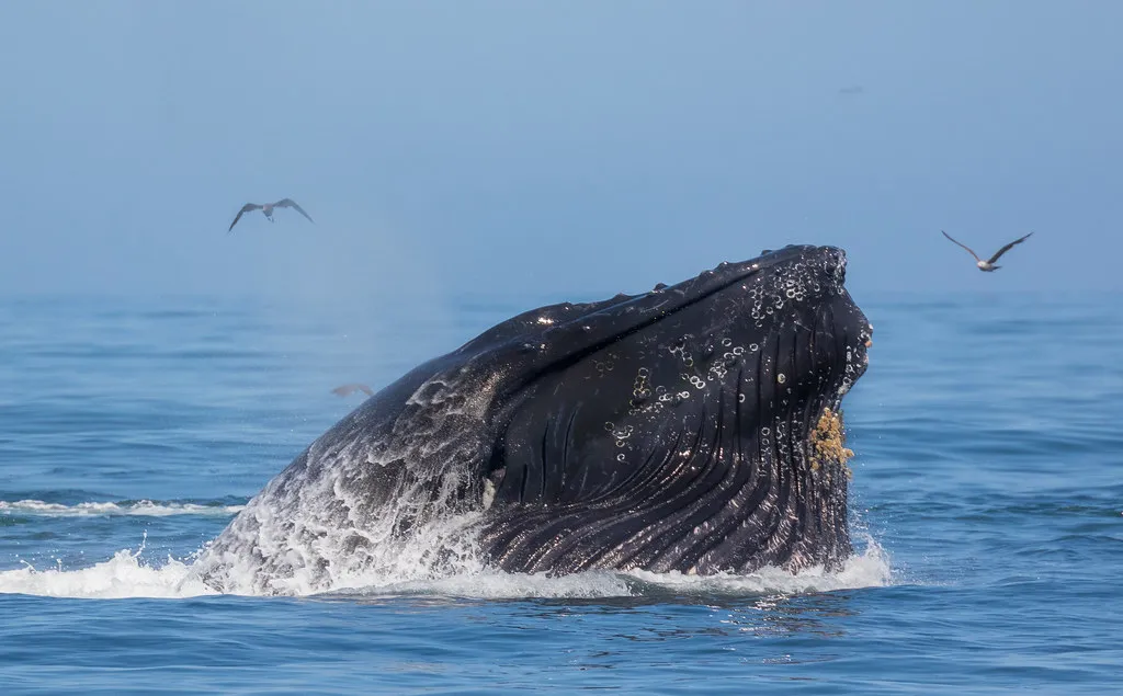 Marine Life, Education, and the Stranding Center (Gregory "Slobirdr" Smith, Flickr, CC BY-SA 2.0)