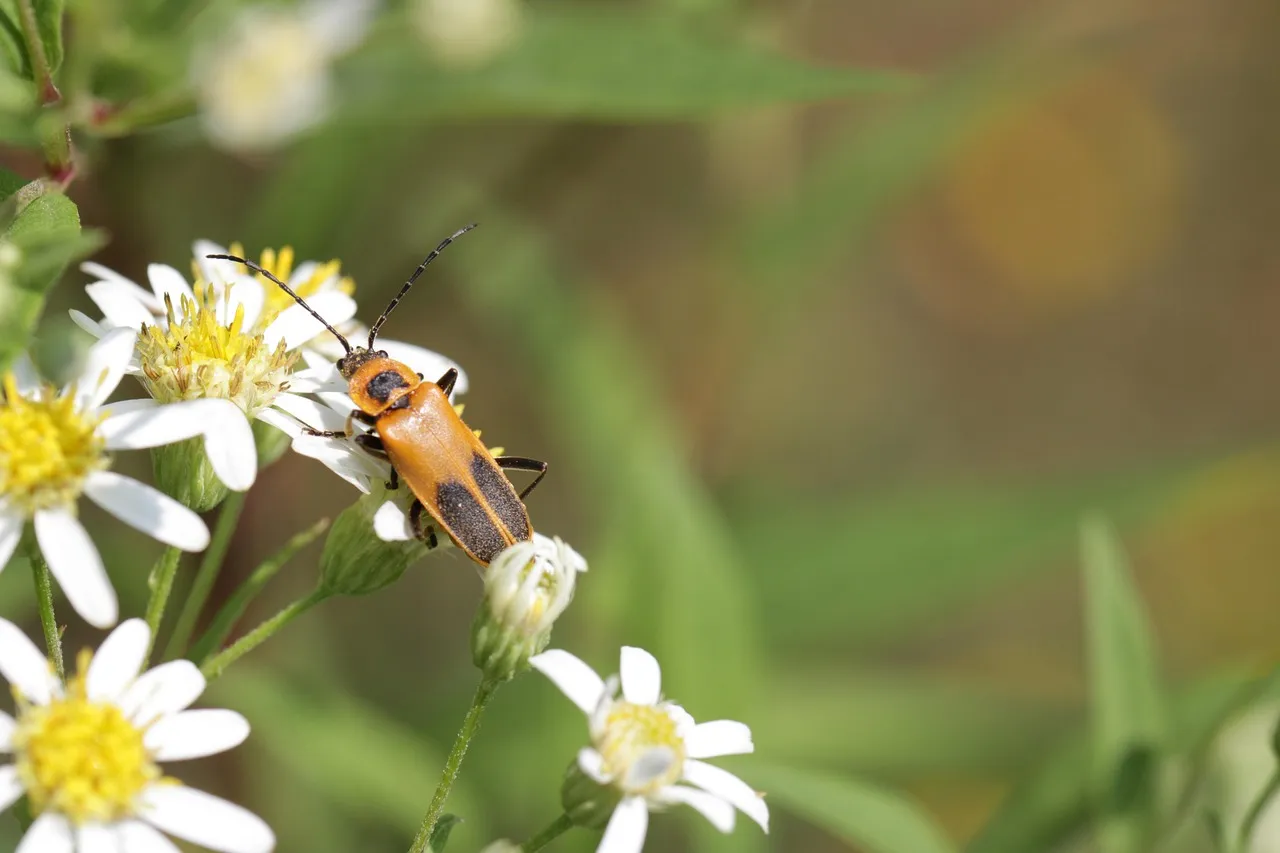 Asters and Goldenrods: The Underestimated Stars (Image Credits: Pixabay)