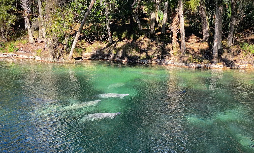 How Many Manatees Actually Show Up (daveouellette, Flickr, CC BY-SA 2.0)