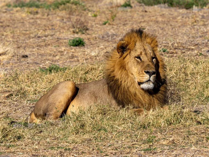 Ruled by the Sun: Why Appearance Is Personal for Leo (Image Credits: Pexels)