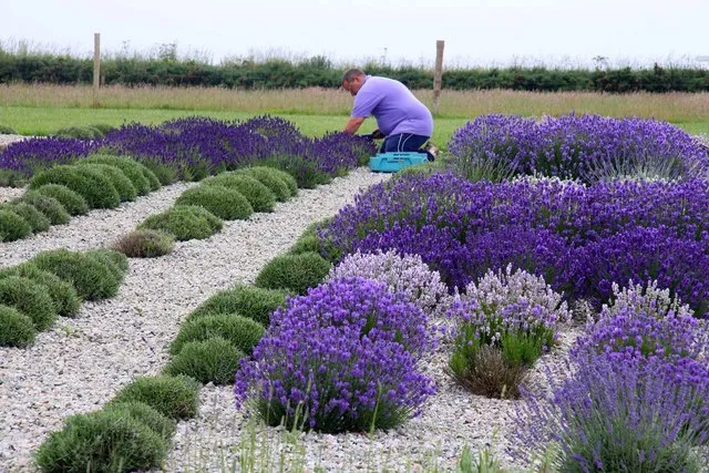 What Happens After the Purple Fades (From geograph.org.uk, CC BY-SA 2.0)