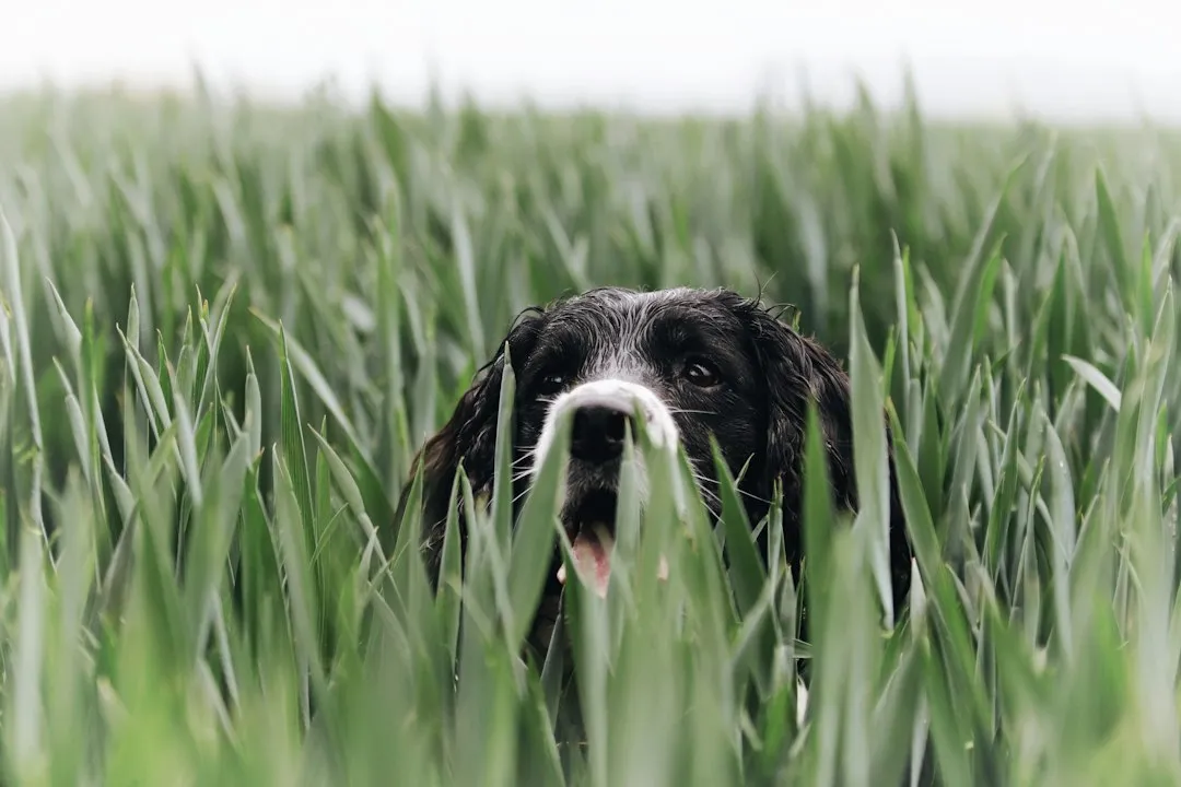 Agricultural Detection Dogs Guard the Food Supply (Image Credits: Unsplash)