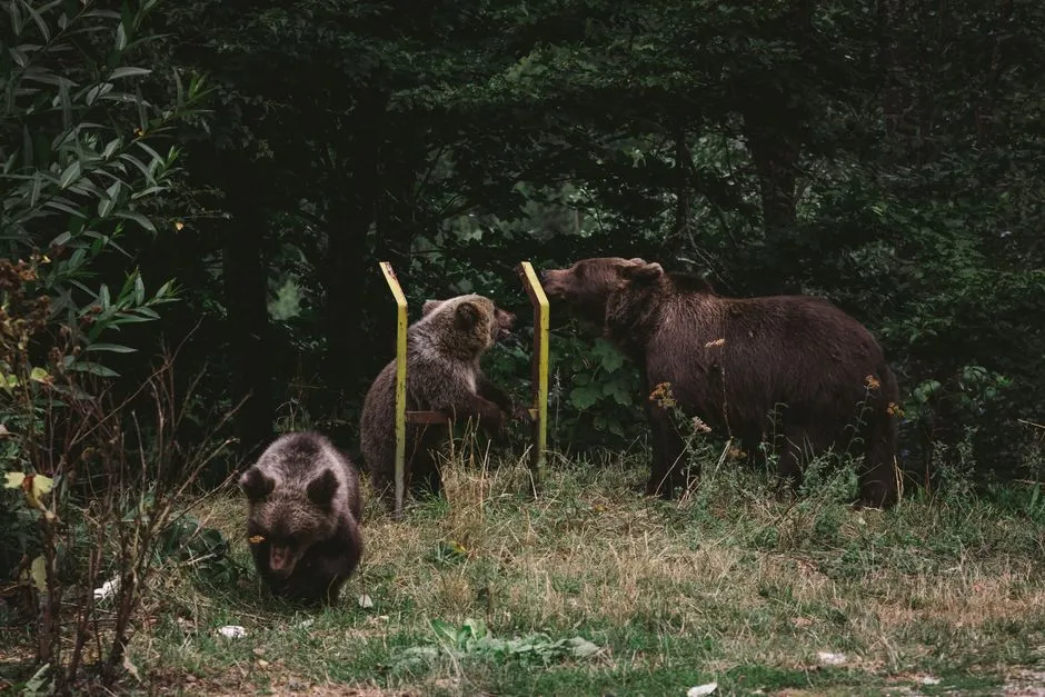 The Consequences When Wildlife Becomes Habituated (Image Credits: Pexels)