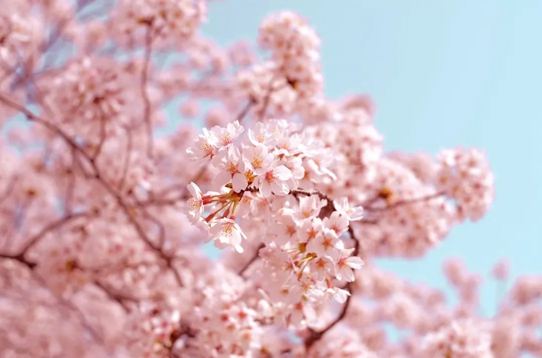 1. Japan in Spring: When Cherry Blossoms Repaint the Country (Image Credits: Unsplash)
