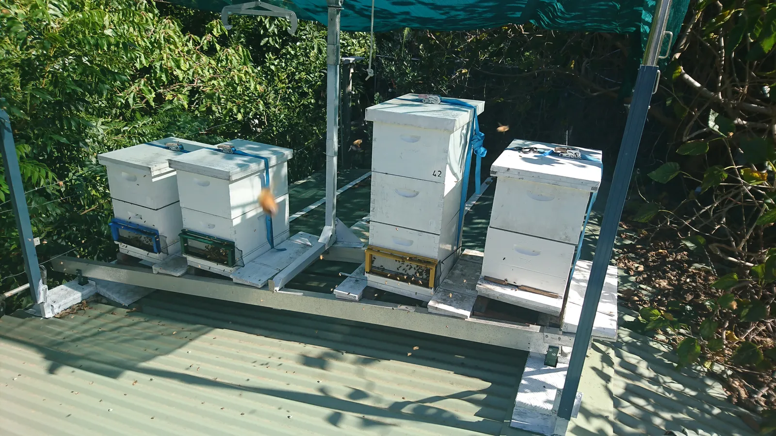 From Hive to Breakfast Table: What Actually Happens (By Aussiestarship44, CC BY-SA 4.0)