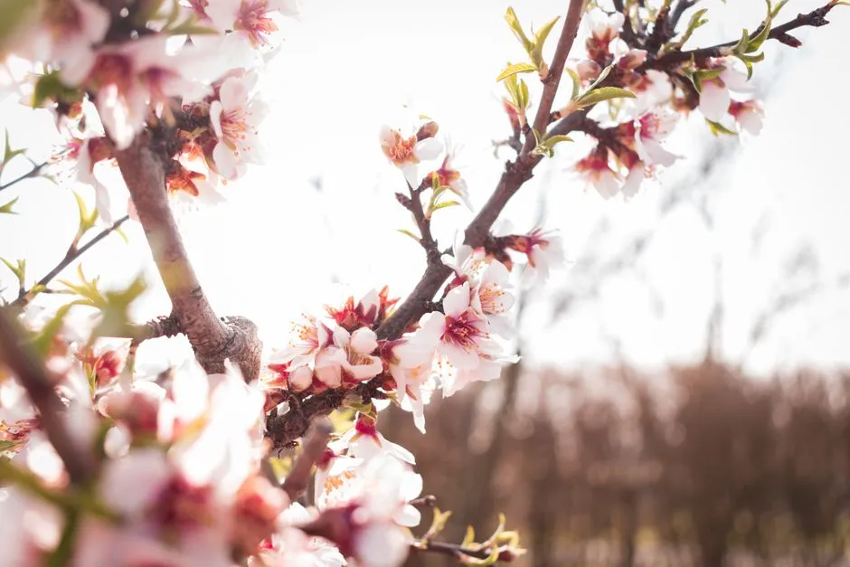Why the Dates Keep Shifting Earlier (Image Credits: Pexels)