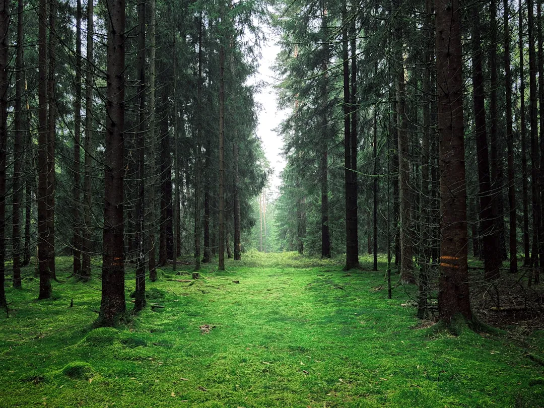 Attention Restoration Theory: Why Nature Works So Well (Image Credits: Unsplash)