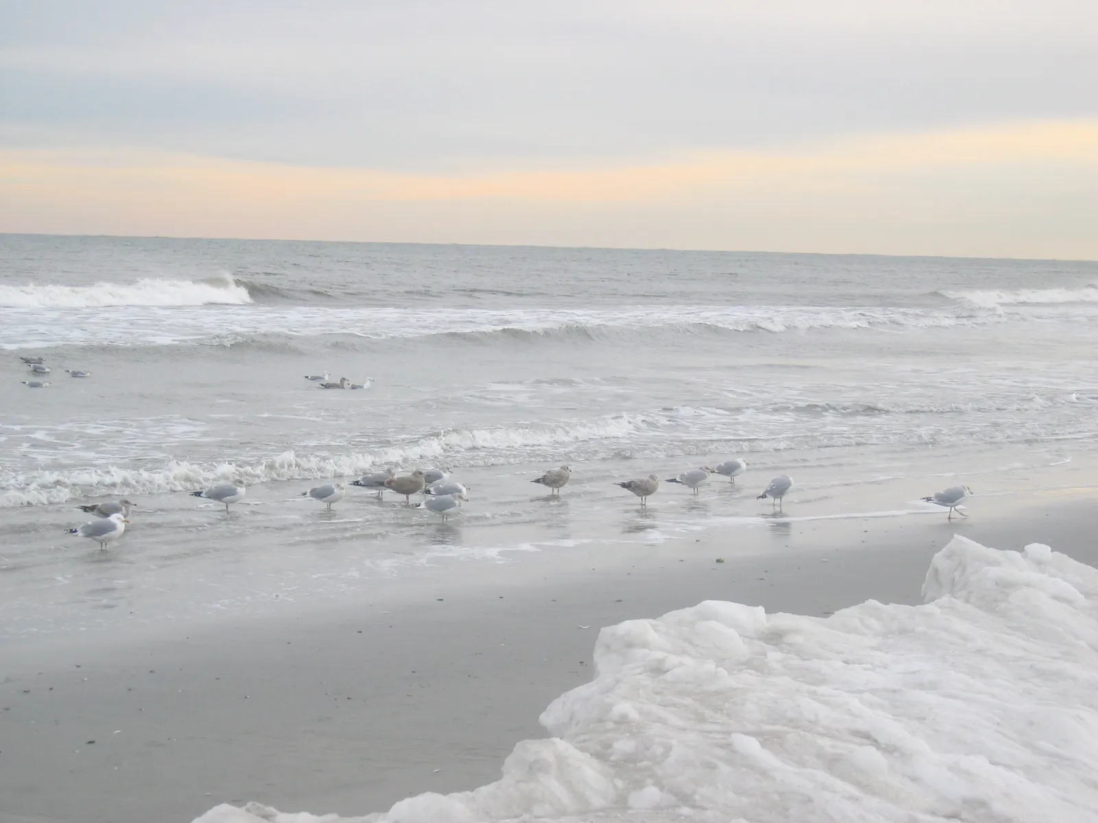 Why This Moment Feels Right to Visit (Birds Behind Snow Drift on Brigantine Beach, CC BY-SA 2.0)